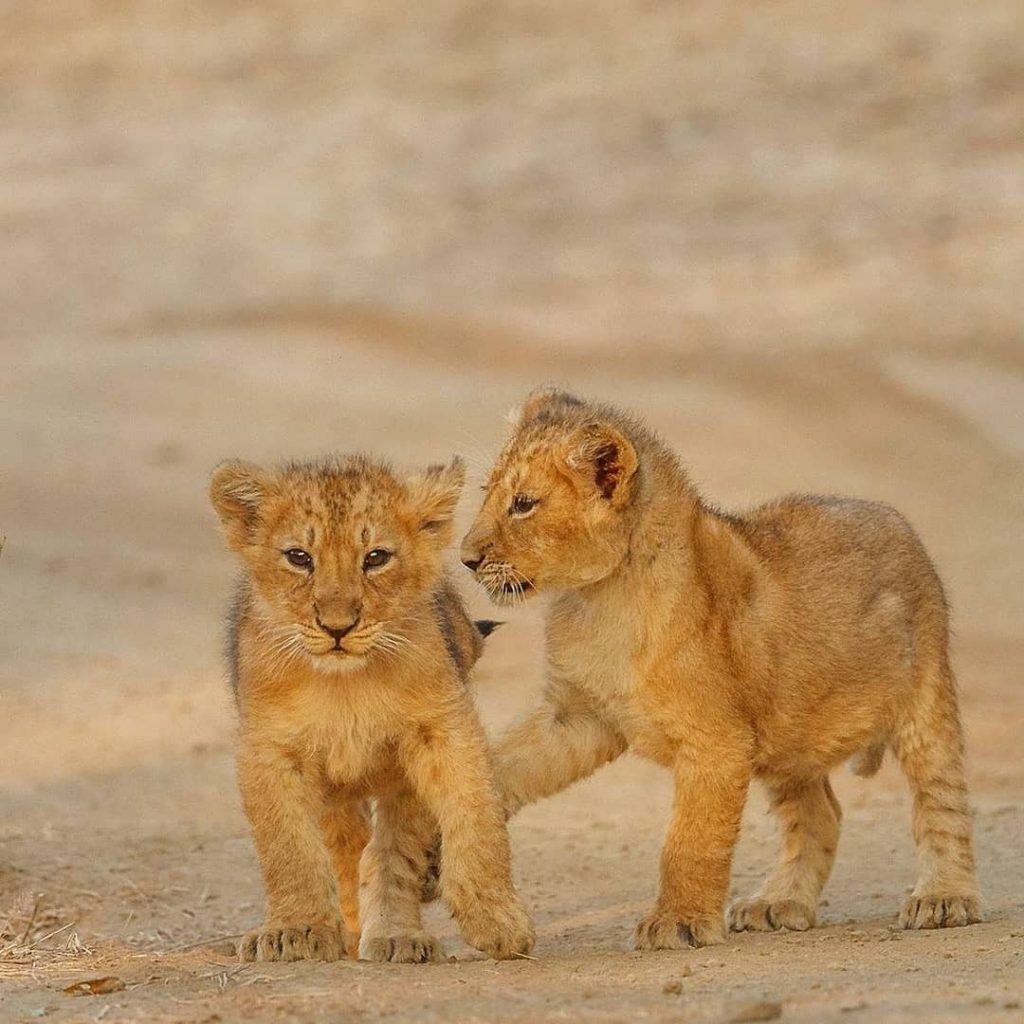 Gir National Park Famous for Asiatic lion | Sasan Gir - Gujarat Darshan  Guide