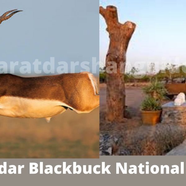 Velavadar Blackbuck National Park Bhavnagar Timings, Entry Fee, Ticket Price