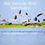 Nal Sarovar Bird Sanctuary Ahmedabad (Entry Fee, Timings, Best time to visit, Images, Facts & Location)