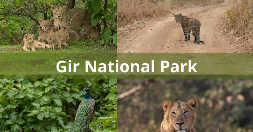 Gir National Park & Wildlife Sanctuary | Junagadh 