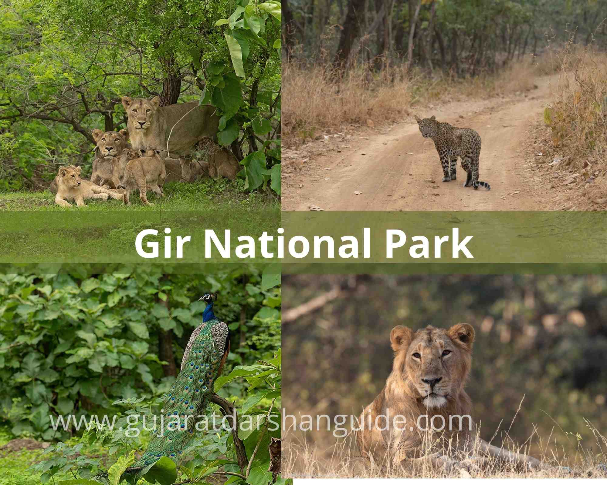 Gir National Park & Wildlife Sanctuary | Junagadh - Gujarat Darshan Guide