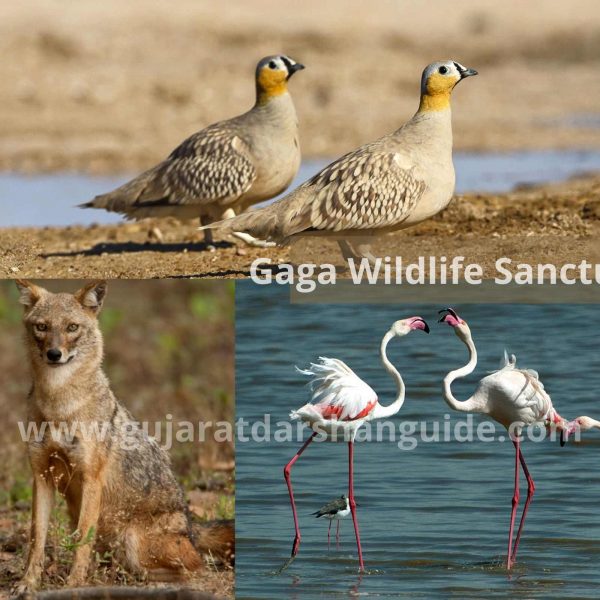 Gaga Wildlife Sanctuary Timings, Entry Fee, Best Time To Visit, Contact Number