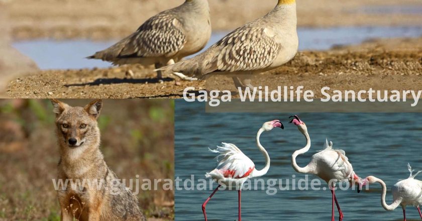 Gaga Wildlife Sanctuary Timings, Entry Fee, Best Time To Visit, Contact Number