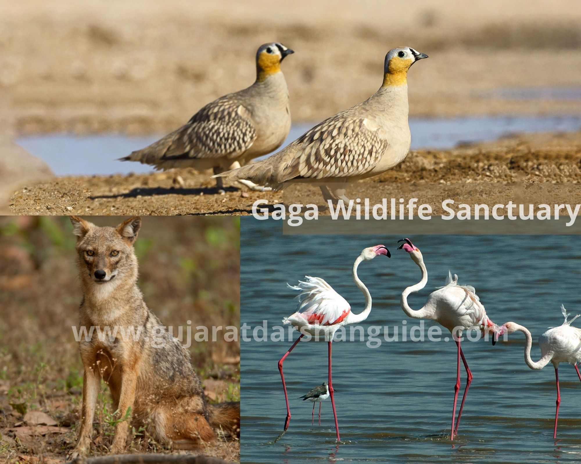 Gaga Wildlife Sanctuary