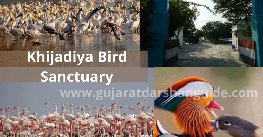 Khijadiya Bird Sanctuary Timings, Entry Fee, Ticket Prices, Contact Number
