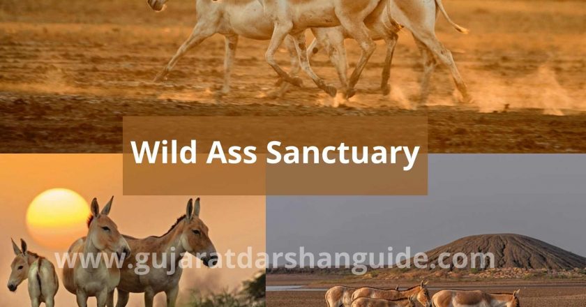 Wild Ass Sanctuary Timings, Entry Fee, Contact Number, Best Time To Visit