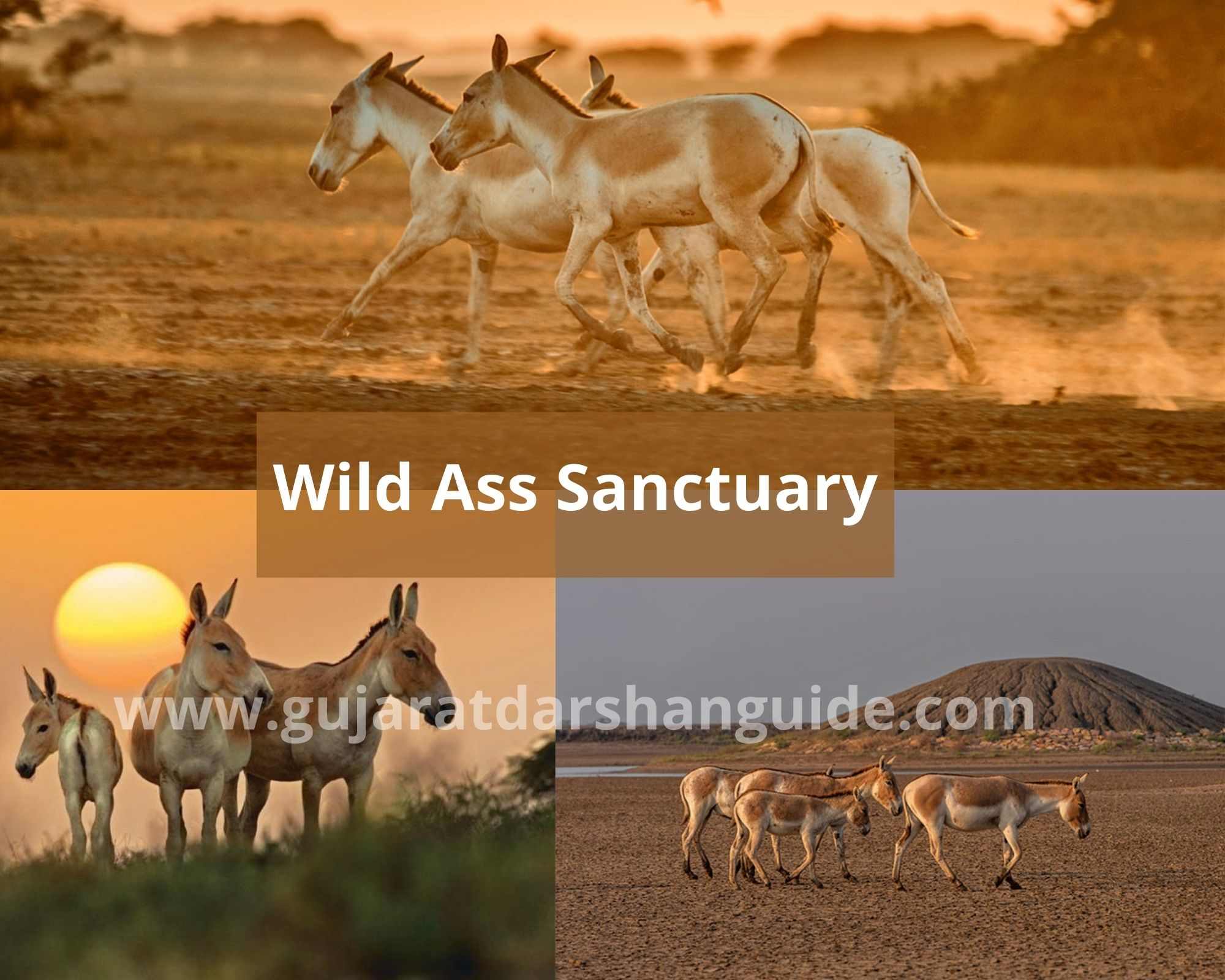 Wild Ass Sanctuary