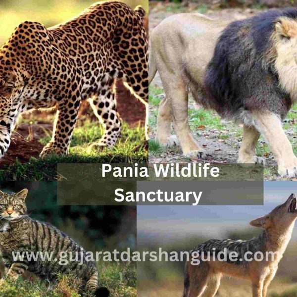 Pania Wildlife Sanctuary Timings, Contact Number, Address, How To Reach