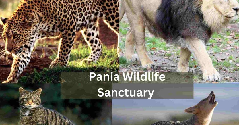 Pania Wildlife Sanctuary Timings, Contact Number, Address, How To Reach