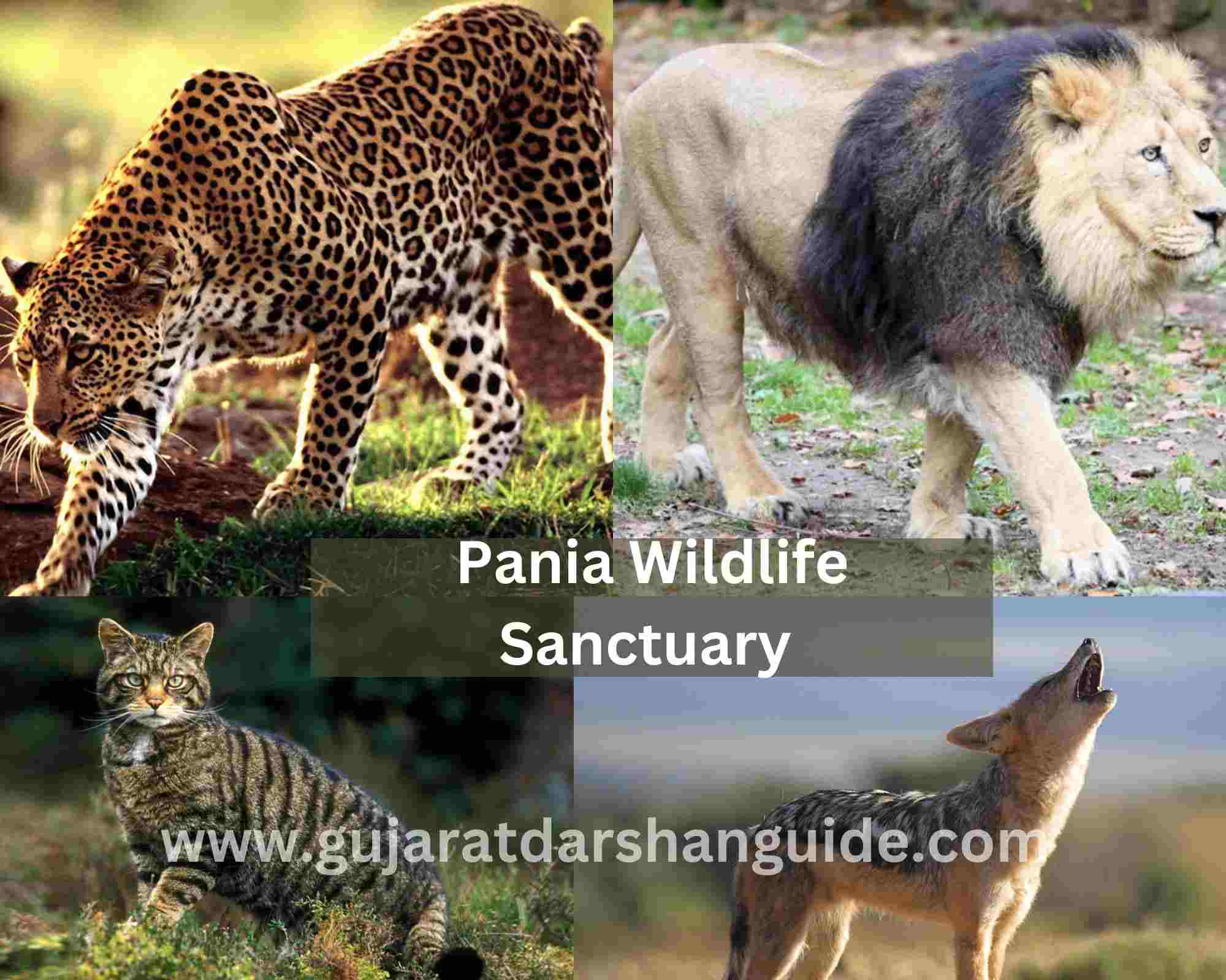 Pania Wildlife Sanctuary