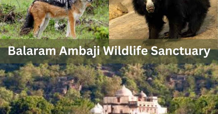 Balaram Ambaji Wildlife Sanctuary Timings, Entry Fee, Contact Number, How To Reach
