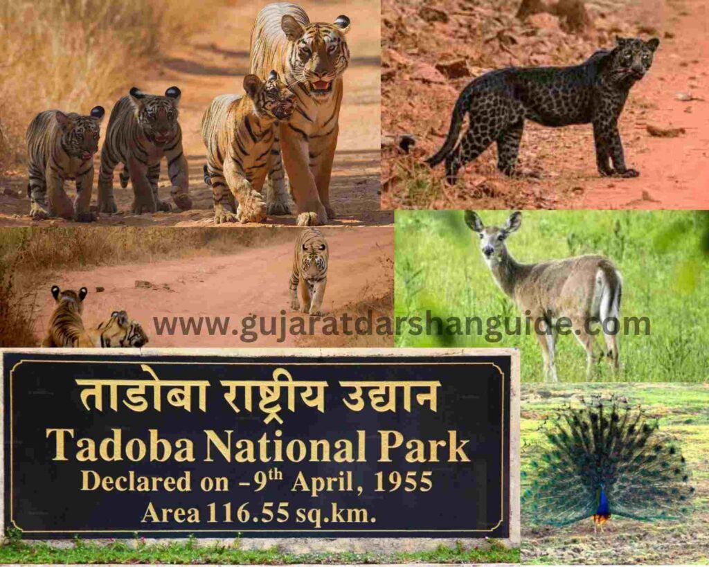 Tadoba National Park