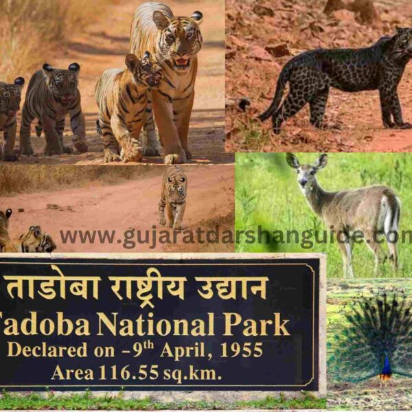 Tadoba National Park Timings, Ticket Price, History, Online Booking