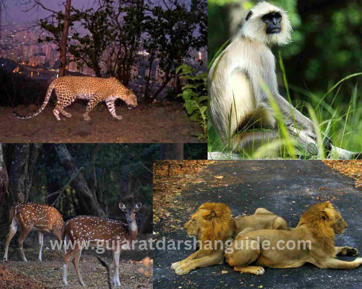 sanjay gandhi national park safari timings