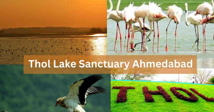 Thol Lake Sanctuary Timings, Entry Fee, Best Time to Visit, How To Reach
